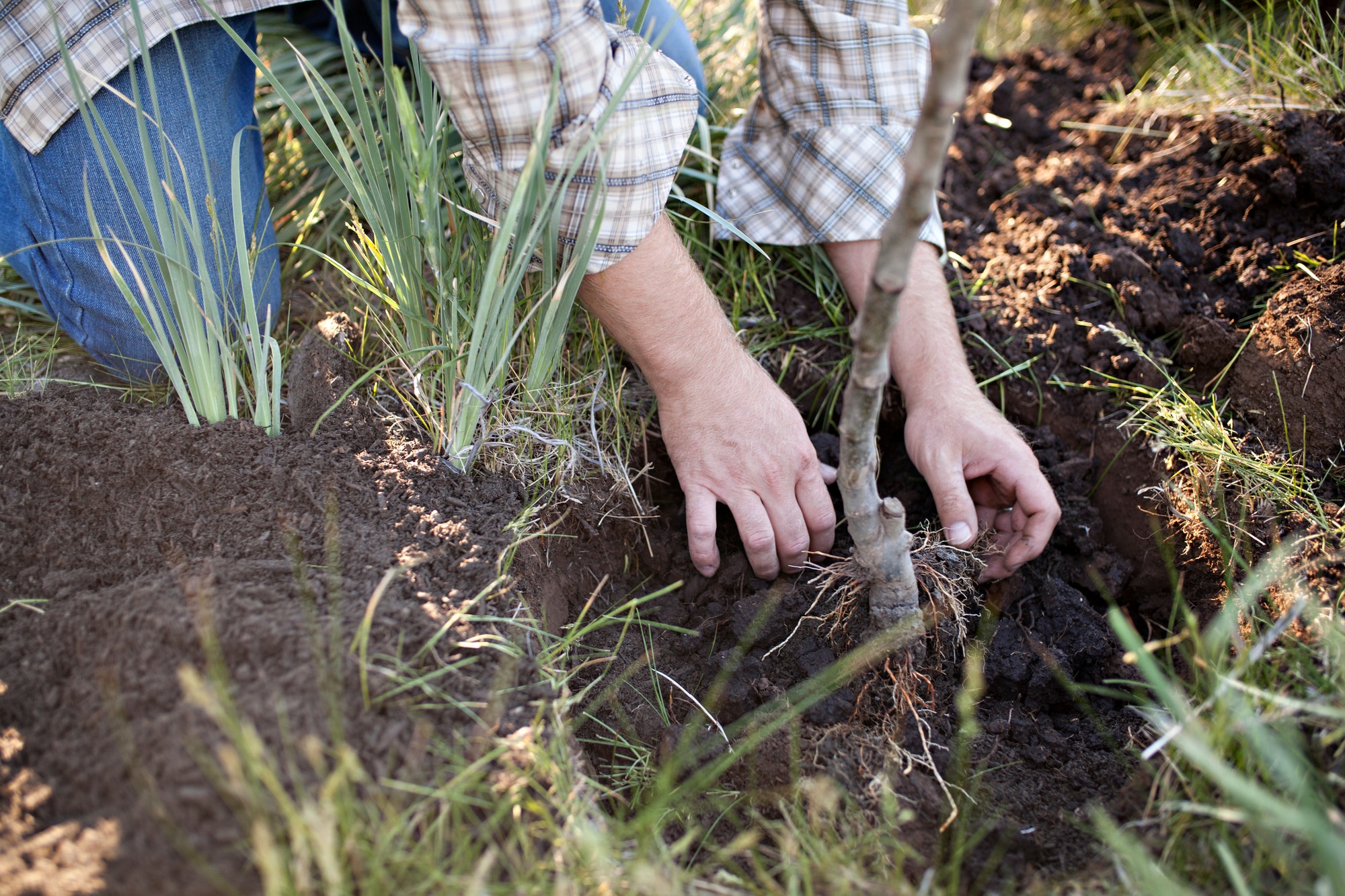 Tree planting