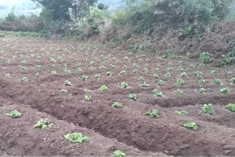 Iruveli Cuttings Cultivated