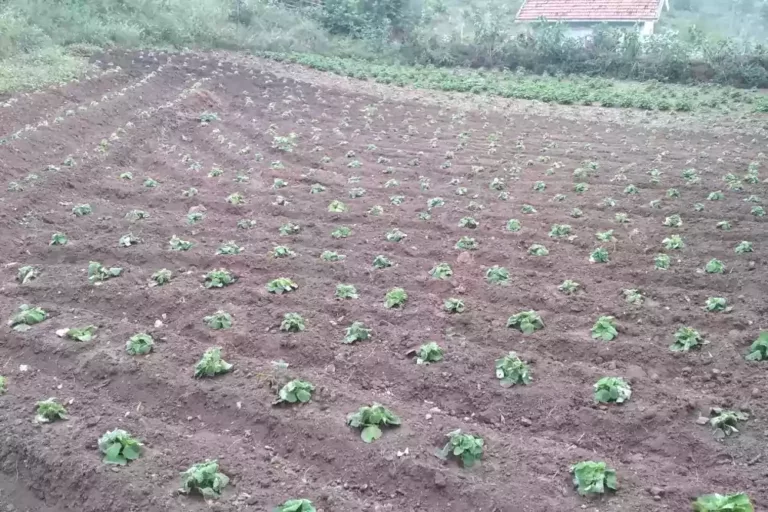 Iruveli Cuttings Planted as part of medicinal plants project