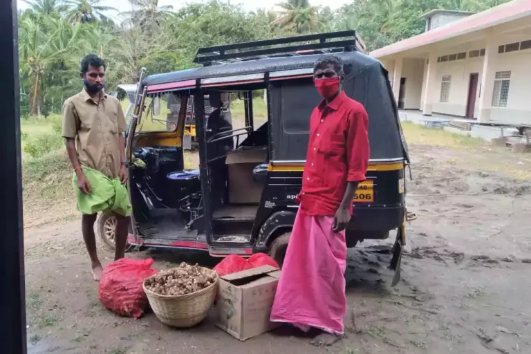 Medicinal Ginger Seedlings distributed as part of scale up of medicinal plants project (1)