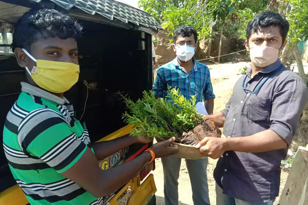 Tree saplings distributed